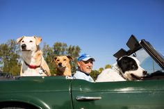 three dogs are sitting in the back of a green truck while a man is driving