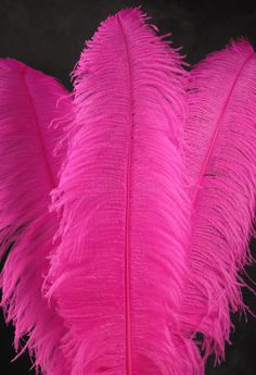 a pink feather on a black background