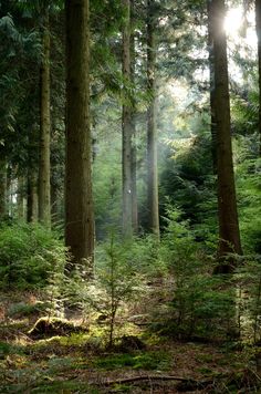 the sun shines through the trees and leaves in this forest filled with tall, green trees