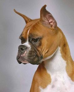 a brown and white dog is standing in front of a gray background with his head turned to the side