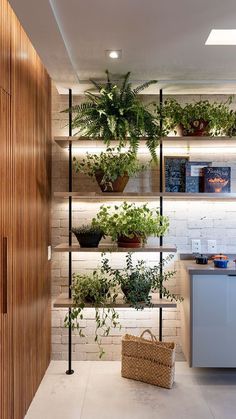 a room filled with lots of plants on shelves next to a kitchen counter and sink