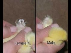 two hands holding small yellow birds with white feathers and the words female and male written on them