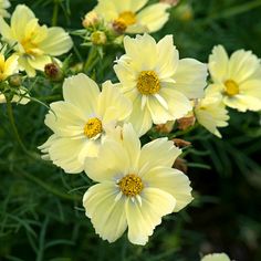 Buy Cosmos Xanthos Lemon Sherbet 12 Garden Ready | Marshalls – Marshalls Garden Colourful Patio, Summer Planting, Growing Calendar, Pot Display, Lemon Sherbet, Flower Types, Colorful Patio