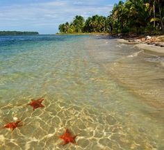 two starfishs are swimming in the clear blue water near an island with palm trees