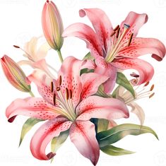 watercolor painting of pink lilies with green leaves