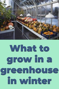 what to grow in a greenhouse in winter and how to use it for food storage