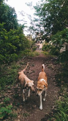 two dogs walking down a dirt path in the woods