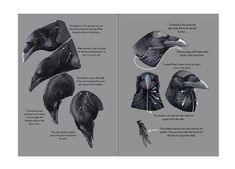 an open book with pictures of different types of birds and their beaks on it