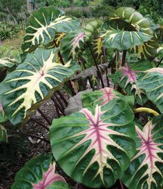 large green leaves with pink and white stripes on them in a garden area next to trees