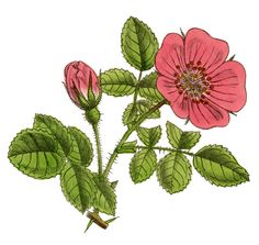 a pink flower with green leaves is shown on a white background in this vintage illustration