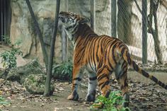 a large tiger standing next to a tree