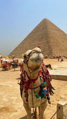 a camel is chained to a post in front of the pyramids