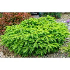 a green plant in the middle of some gravel