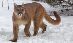 a mountain lion walking through the snow