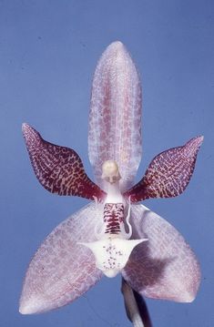 an orchid flower with purple and white petals