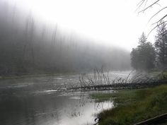 a foggy river surrounded by trees and grass