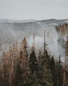 fog in the forest with trees and mountains