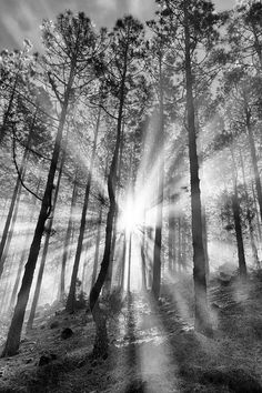 black and white photograph of sun shining through trees in the woods with sunlightbeams