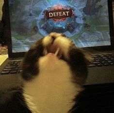 a cat laying on top of a laptop computer next to a person's hand