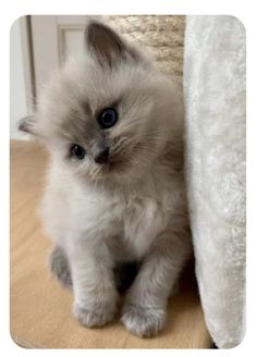 a small kitten sitting on top of a wooden floor next to a white pillow and rug