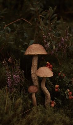 a group of mushrooms sitting on top of a lush green field next to bushes and flowers