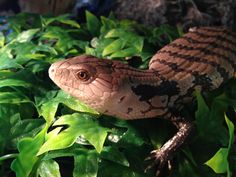 a brown and black lizard sitting on top of green plants