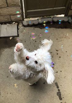 a small white dog standing on its hind legs in front of a door with bubbles all over it