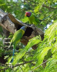 two green parrots are perched on a tree branch in the forest with their beaks open