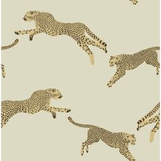 three cheetah running in opposite directions on a beige background