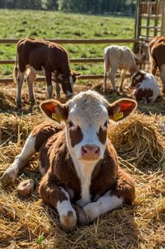 Cow Colour, Farm Sanctuary, Farm Cow, Baby Cow, Baby Cows