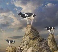 three black and white cows standing on top of a rock in the middle of nowhere