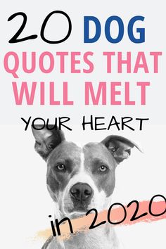 a dog with the words, 20 dog quotes that will melt your heart in 2020