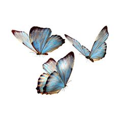 three blue butterflies flying in the sky