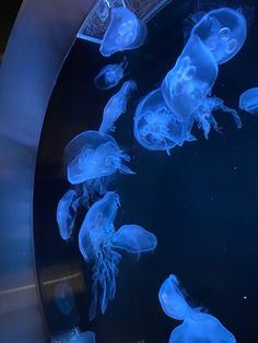 several jellyfish swimming in an aquarium tank