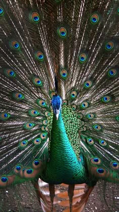 a peacock with its feathers spread out