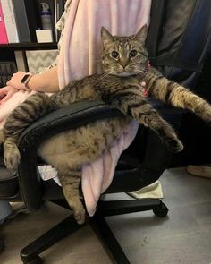 a cat sitting on top of an office chair in front of a woman's arm