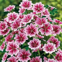 pink and white flowers with green leaves in the background