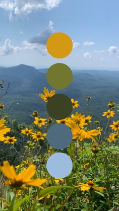 a field with yellow flowers and green hills in the background