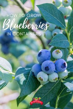 blueberries growing on a tree with the words how to grow blueberries in containers