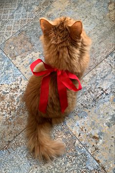 a cat with a red ribbon around its neck sitting on the floor and looking up