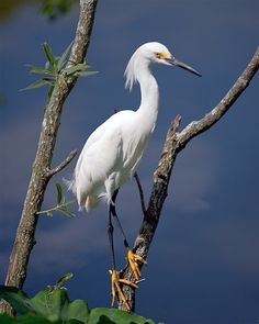 a white bird perched on top of a tree branch