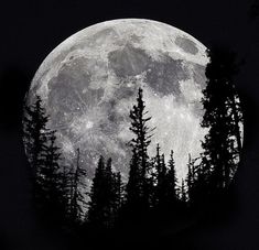 the full moon is seen through some trees