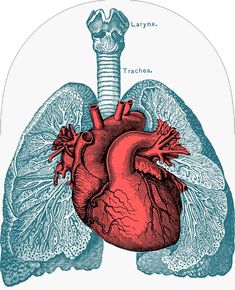 an illustration of the human heart and lungs