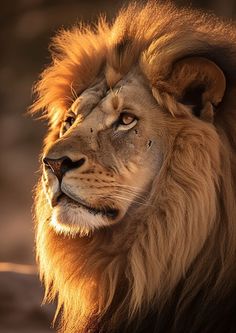 a close up of a lion's face and mane