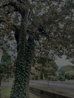 a tree with vines growing on it next to a road and some trees in the background