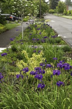 purple flowers line the side of a road