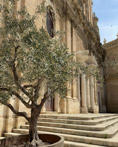 an olive tree in front of a building with steps leading up to it and a clock tower