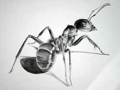 a black and white drawing of a spider