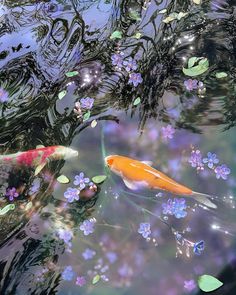 two orange and white koi fish swimming in a pond filled with water lilies