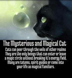 a black cat with green eyes looking at the camera and caption that reads, the mysterious and magic cat cats can peer through the veils of other